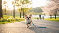 チワワの散歩時間は1日何分？子犬や季節ごとの適切な頻度と距離の目安をご紹介！